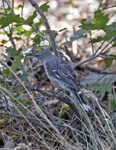 Yellow rumped Warbler 2202